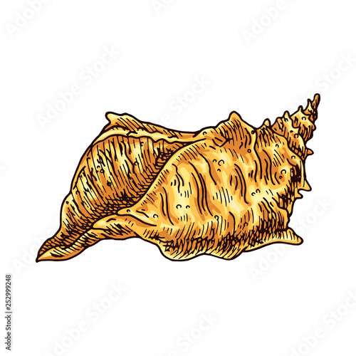 Seashell isolated vector color sketch icon. Isolated on white background. Hand drawn design element for label, poster and restaurant menu design. 