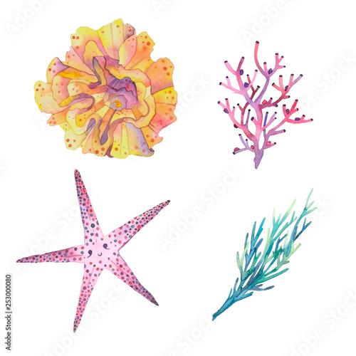 Fototapeta Naklejka Na Ścianę i Meble -  Underwater life. Corals, sea star.