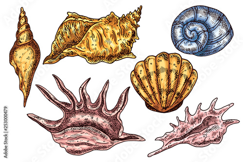 Seashell isolated vector color sketch icon. Isolated on white background. Hand drawn design element for label, poster and restaurant menu design. 