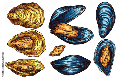 Oyster and mussel isolated vector color sketch icon. Isolated on white background. Hand drawn design element for label, poster and restaurant menu design. 