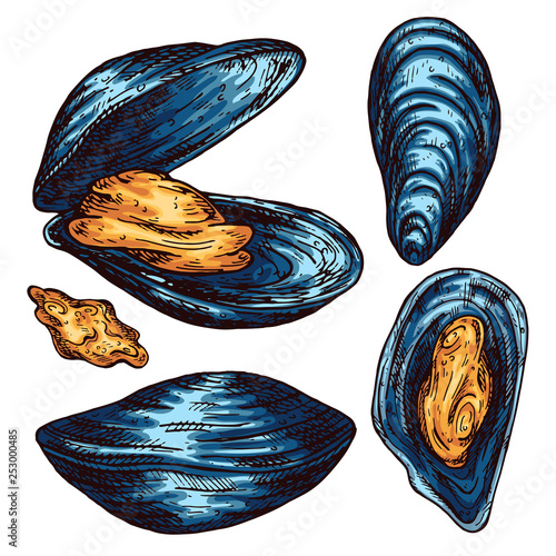 Mussel isolated vector color sketch icon. Isolated on white background. Hand drawn design element for label, poster and restaurant menu design. 