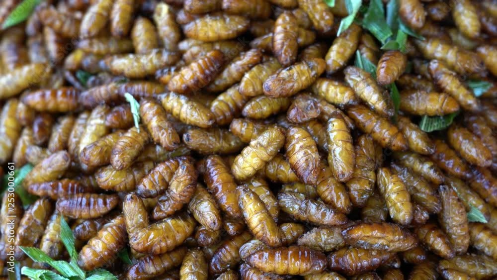 Fried silk worms delicious in street food in Thailand. They are deep fried until reaching a complete state of crispness, heavily salted, and eaten as a protein enriched snack. Fried silk worms delicious in street food in Thailand. They are deep fried until reaching a complete state of crispness, heavily salted, and eaten as a protein enriched snack.