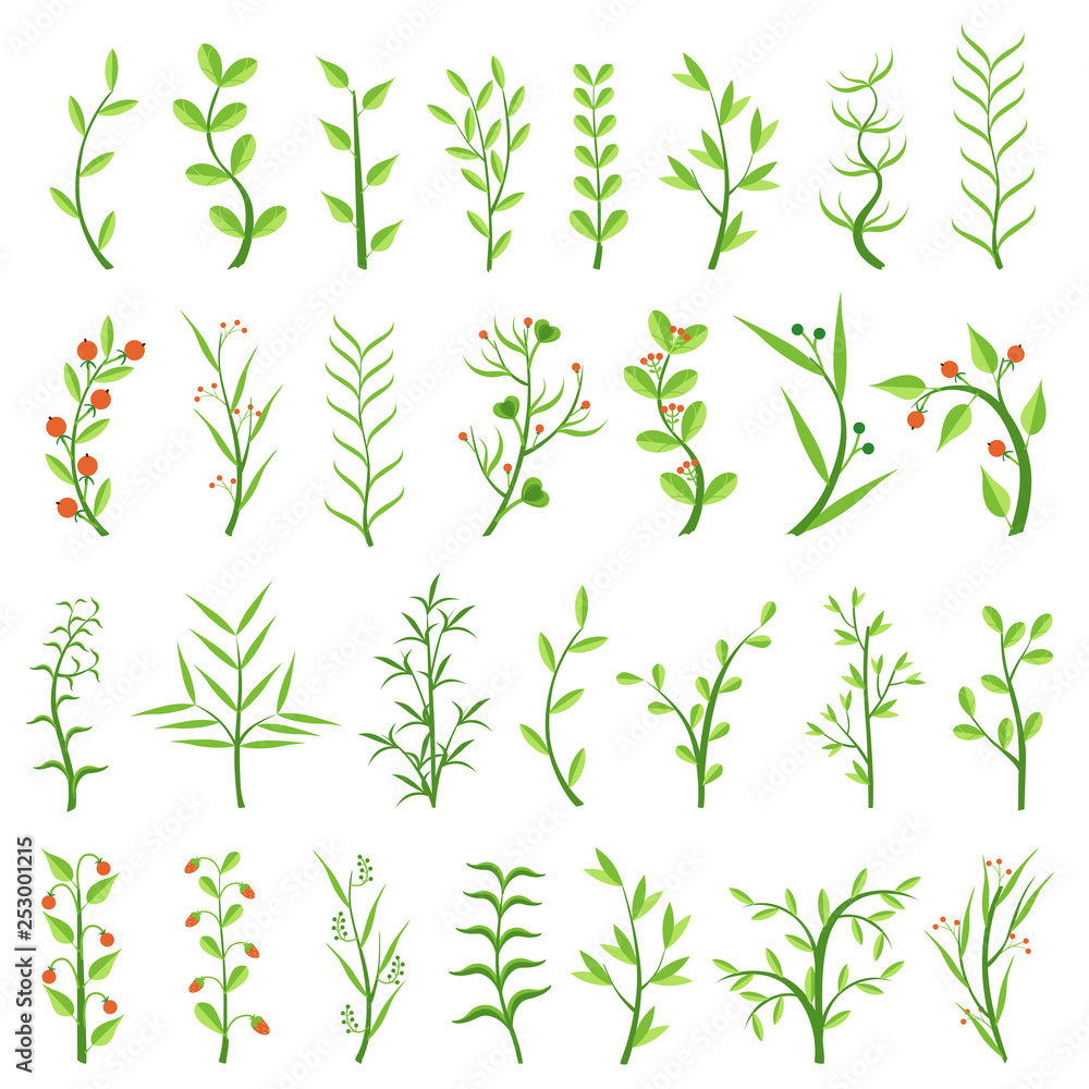 Set of various herbs. Healing herbs. Shrubs with berries. Weeds. Algae. Climbing plants. Vector illustration. 