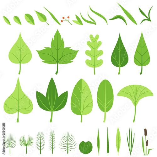 A set of various leaves, blades of grass, walking sticks, bushes, reeds and berries.  Vector illustration