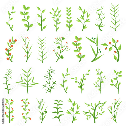 Set of various herbs. Healing herbs. Shrubs with berries. Weeds. Algae. Climbing plants. Vector illustration. 