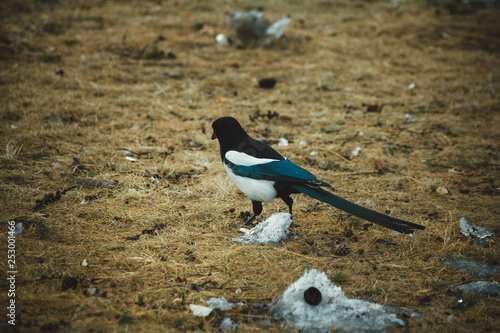 Magpie on the lawn
