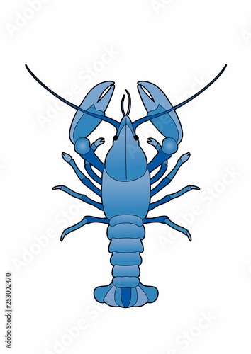 Blue lobster