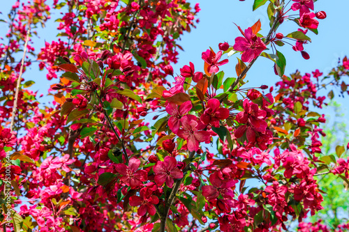 branches of a flowering tree with many small red flowers; spring, abundant bloom © Alena