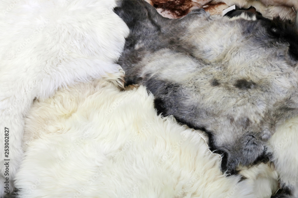 Fluffy sheep skins with soft white and cured fur background Fluffy sheep skins with soft white and cured fur background