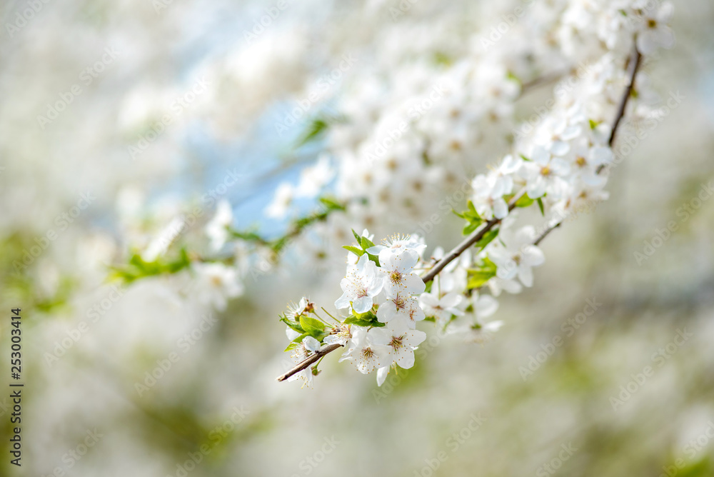 Sunny spring abstract background with white flowers Sunny spring abstract background with white flowers