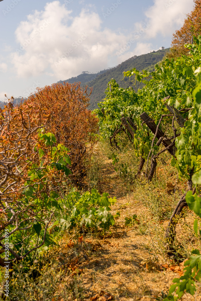 Italy, Cinque Terre, Manarola, a group of bushes and trees in wineyard