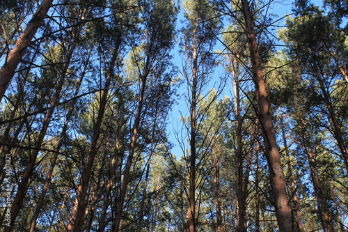 Russian clean pine forest
