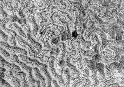 brain coral pattern