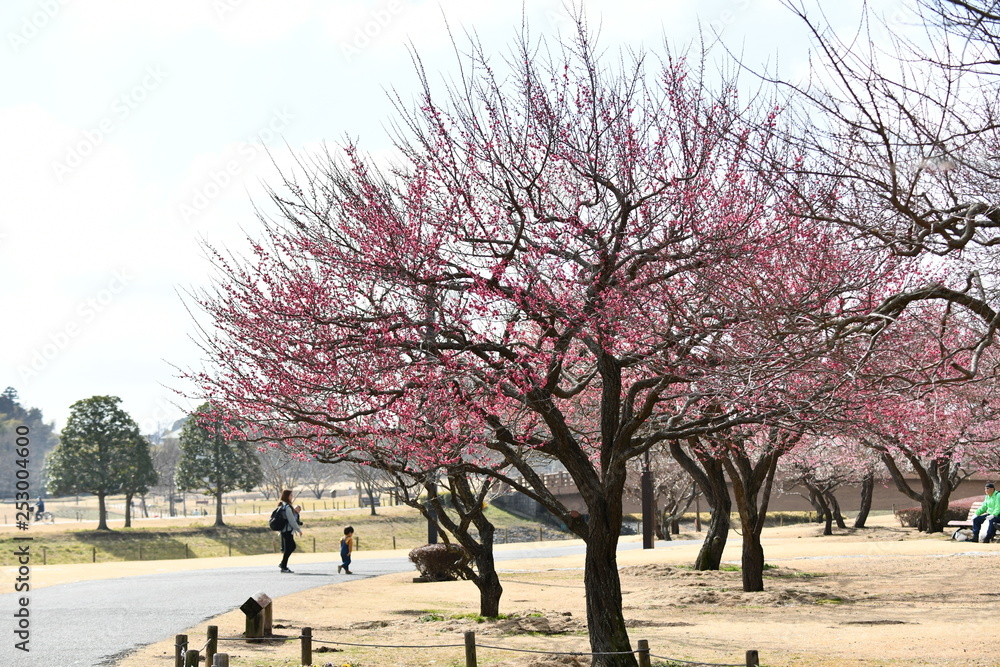 Fototapeta premium 偕楽園公園