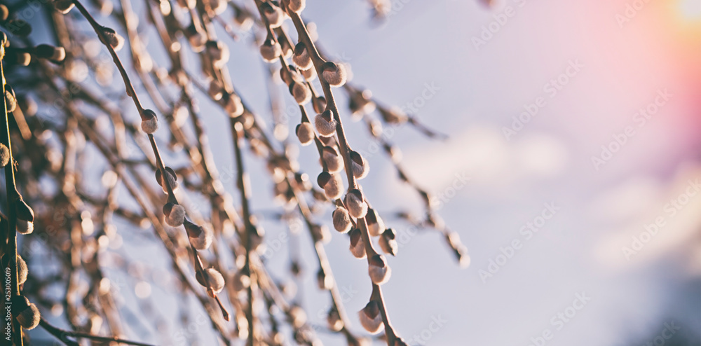 Pussy-willow branches with catkins