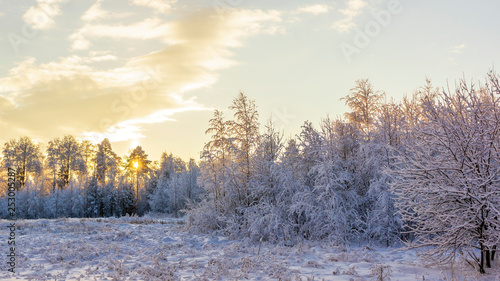 Snowy forest and clearing on bright winter sunset