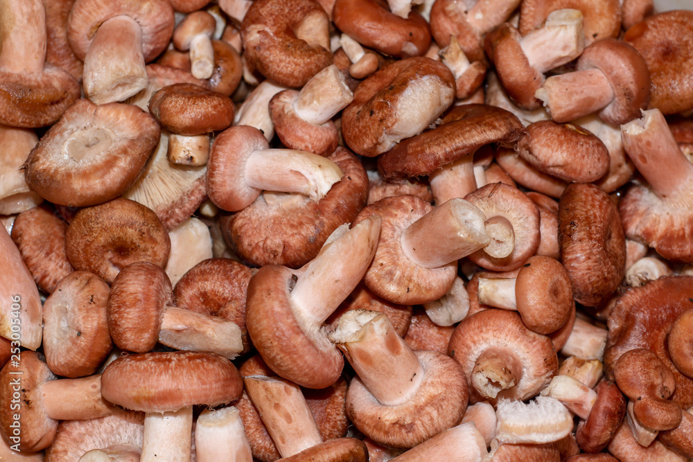 Mushrooming natural woolly milkcap mushroom background Mushrooming natural woolly milkcap mushroom background
