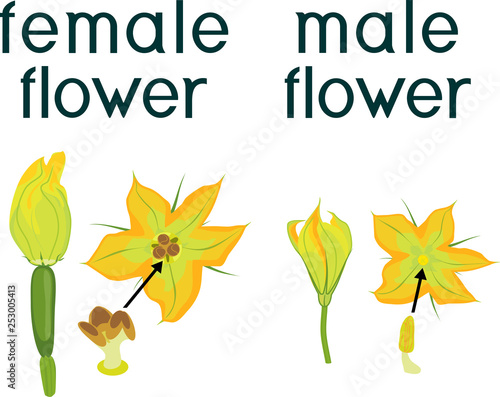 Yellow male and female zucchini flowers isolated on white background