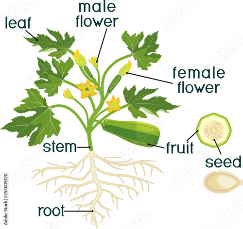 Parts of plant. Morphology of zucchini plant with fruit, green leaves, root system and titles