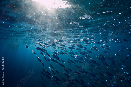 Underwater world with school in blue ocean and sun light © artifirsov