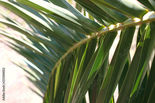 Palm branch close up