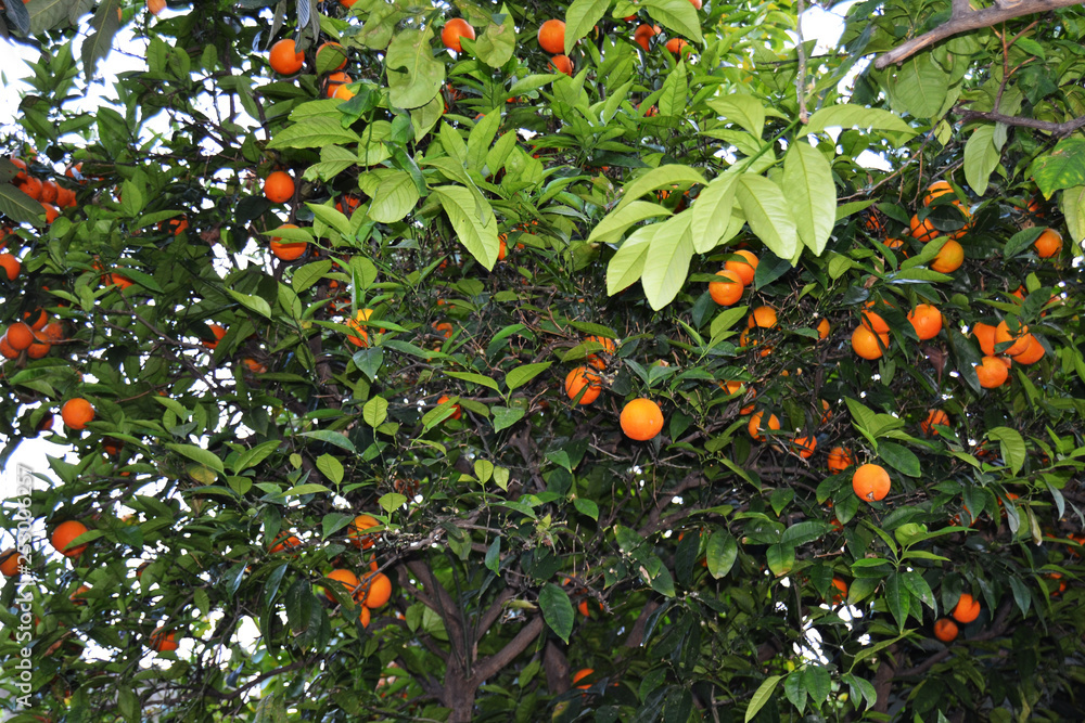 Tangerine tree in Turkey