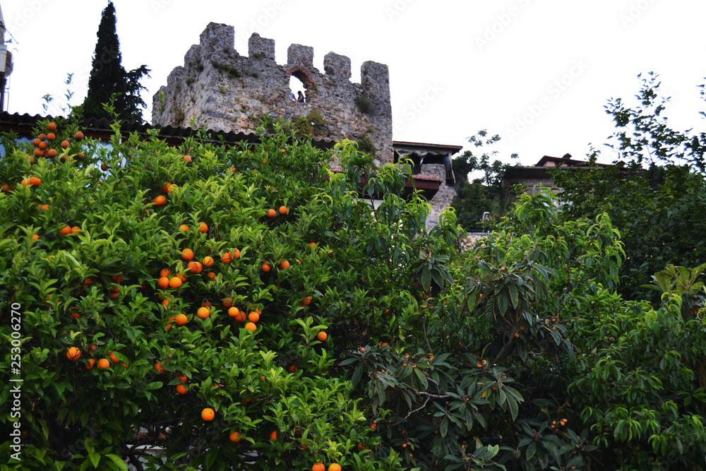 Tangerine tree and castle in Turkey