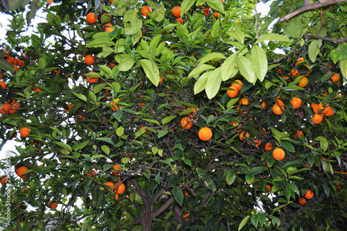 Obraz na płótnie Tangerine tree in Turkey w salonie