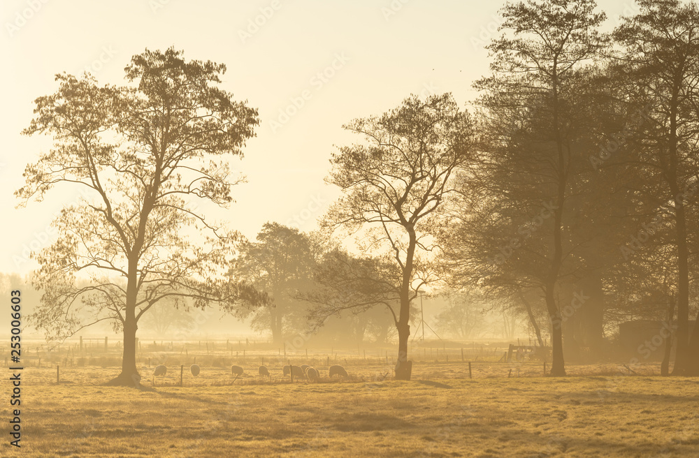 Sheep grazing in the foggy countryside during a winter sunrise. Sheep grazing in the foggy countryside during a winter sunrise.