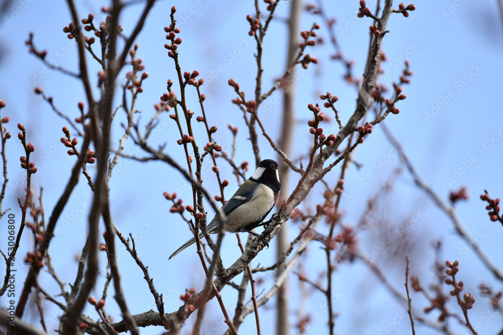 シジュウカラ シジュウカラ