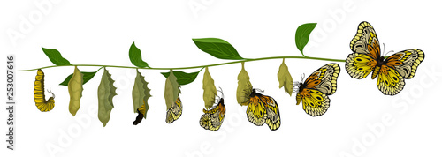 Life cycle of butterfly from larva to adult insect. Flying creature. Entomology theme. Flat vector design