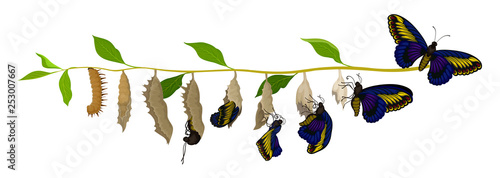 Transformation of butterfly from larva to adult insect. Life cycle. Nature and entomology theme. Flat vector design