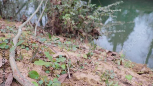 A wooden bridge in a forest over a river - slow motion