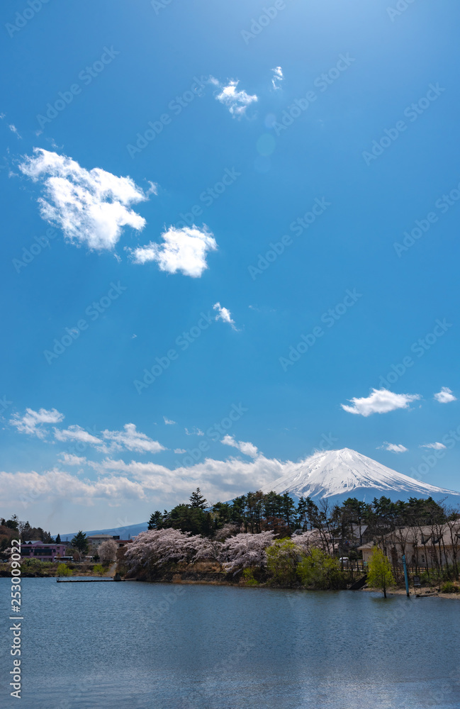 View of Mount Fuji with full bloom pink cherry tree flowers at Lake Kawaguchi Park in springtime sunny day and blue sky natural background. Fujikawaguchiko Cherry Blossoms Festival. Yamanashi, Japan