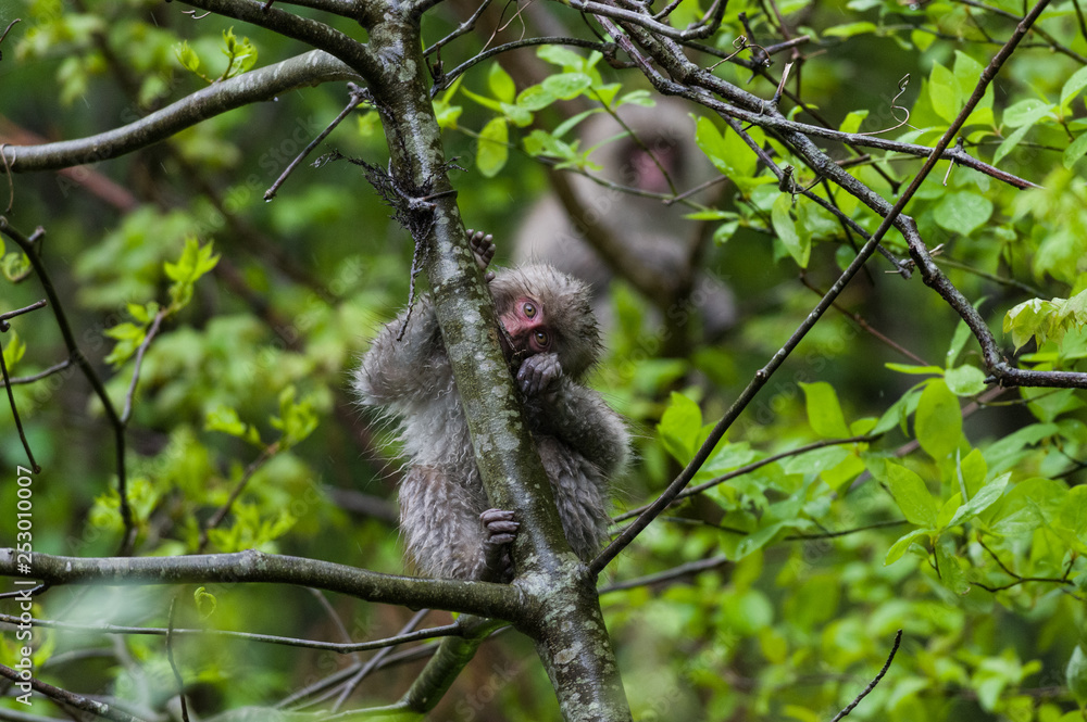 Obraz premium 猿－北限の猿－青森県下北半島－雨