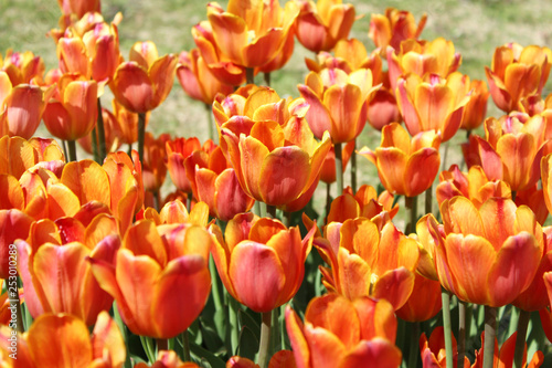 チューリップの花畑