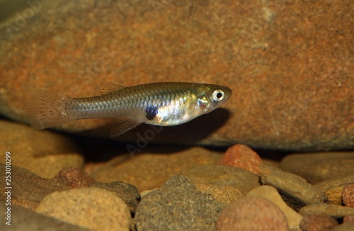 La gambusia, pez mosquito, eastern mosquitofish (Gambusia holbrooki) hembra (female).
