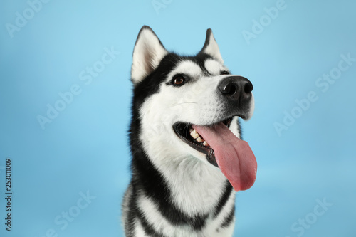 Fototapeta Naklejka Na Ścianę i Meble -  Adorable husky dog on color background