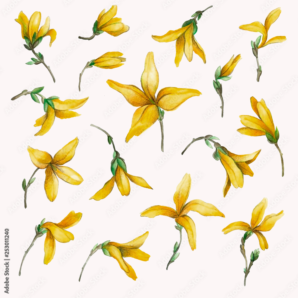 Fototapeta premium Spring yellow flowers.Set.Forzitsiya flower.