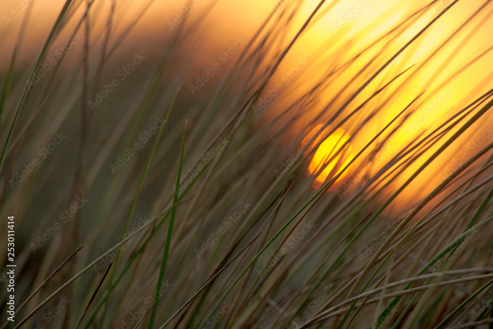 Sonnenuntergang im Strandhafer Sonnenuntergang im Strandhafer