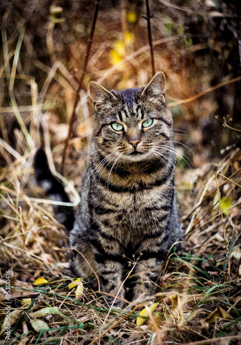cat in grass © Евгений Попеску