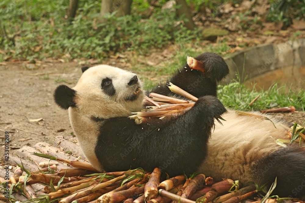 Panda bear lying down and eating bamboo surrounded by discarded bamboo husks with green trees in background Panda bear lying down and eating bamboo surrounded by discarded bamboo husks with green trees in background