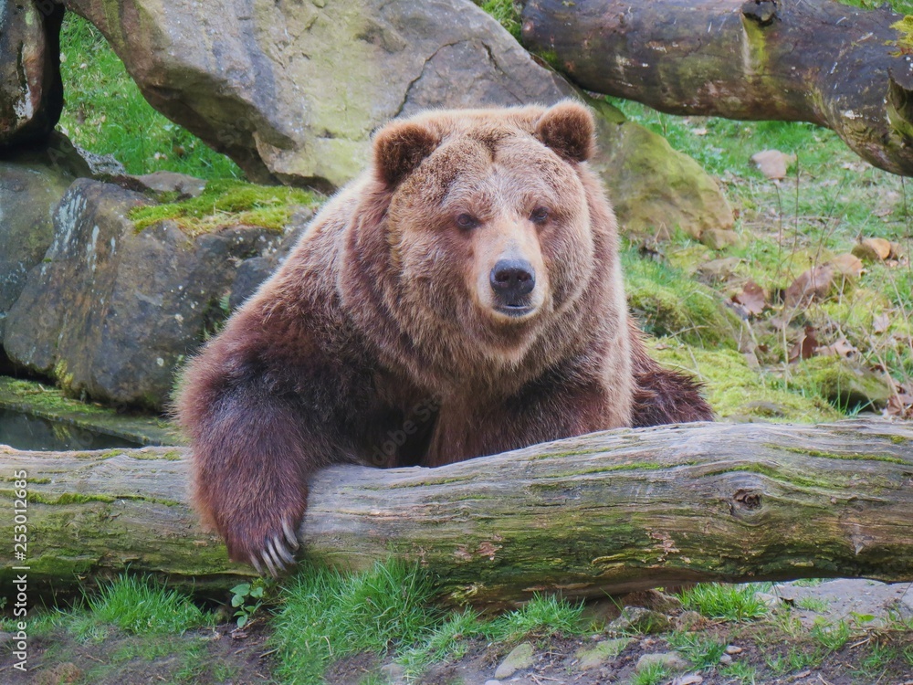 Grizzly bear laying among rocks