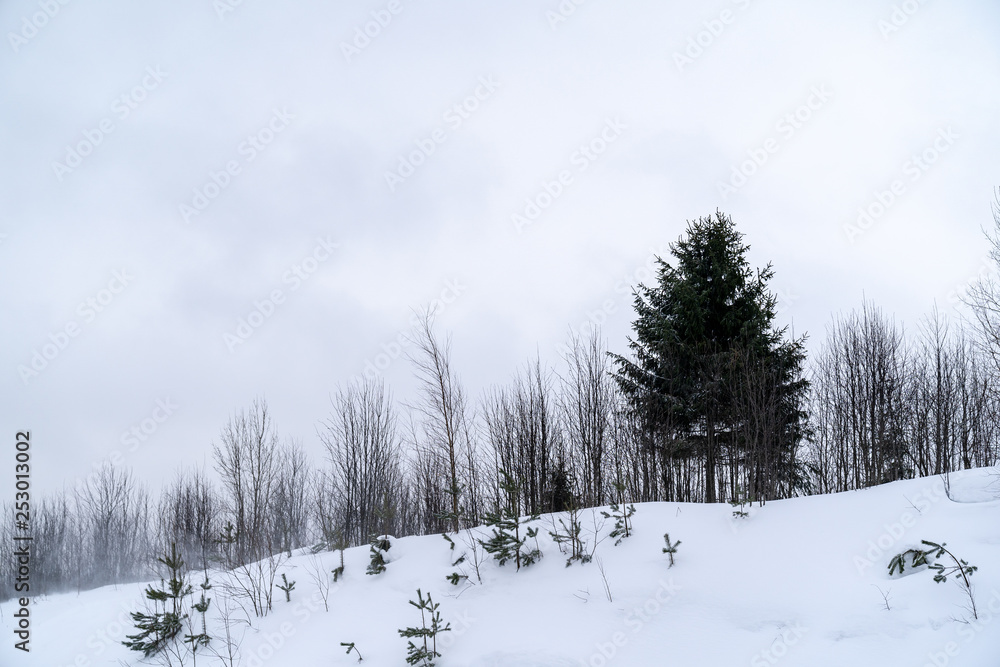 Snowy landscape with forest and clouds Snowy landscape with forest and clouds