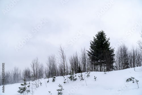 Snowy landscape with forest and clouds © Dmitrii
