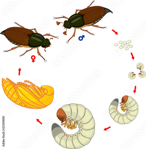 Life cycle of cockchafer. Sequence of stages of development of cockchafer (Melolontha melolontha) from egg to adult beetle