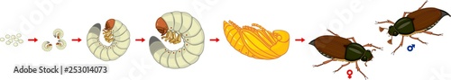 Life cycle of cockchafer. Sequence of stages of development of cockchafer (Melolontha melolontha) from egg to adult beetle photo