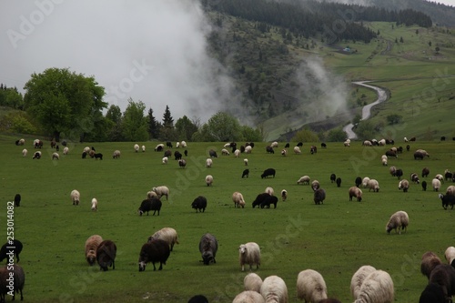 herd of sheep in green meadow. artvin/turkey © murat