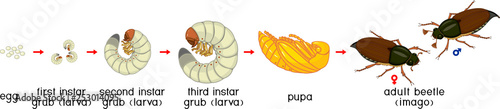 Life cycle of cockchafer. Sequence of stages of development of cockchafer (Melolontha melolontha) from egg to adult beetle
