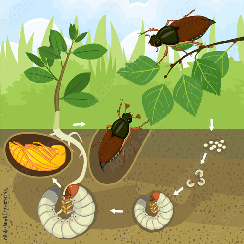 Life cycle of cockchafer. Sequence of stages of development of cockchafer (Melolontha melolontha) from egg to adult beetle in garden